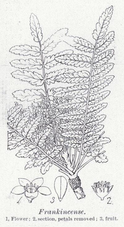 Weihrauch (Lithografie) von English School