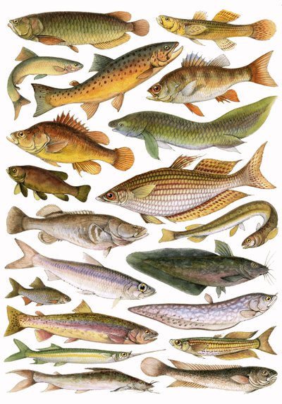 Süßwasserfische des Reiches - Australische Region von English School