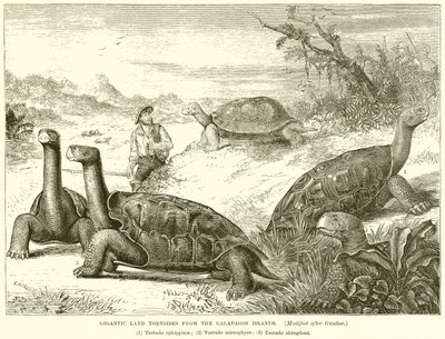 Riesige Landschildkröten von den Galapagos-Inseln von English School