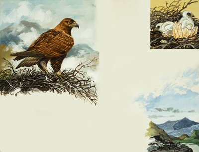 Steinadler von English School