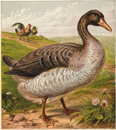 Gans von English School