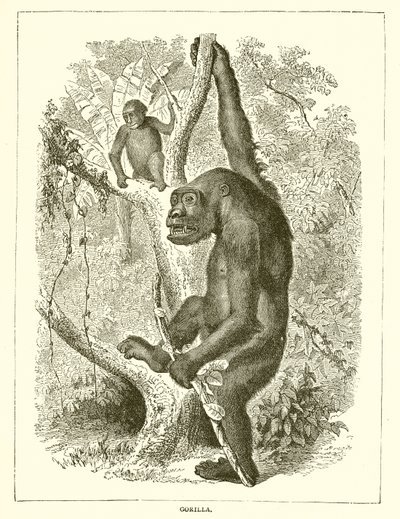 Gorilla von English School
