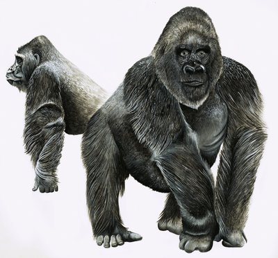 Gorillas von English School