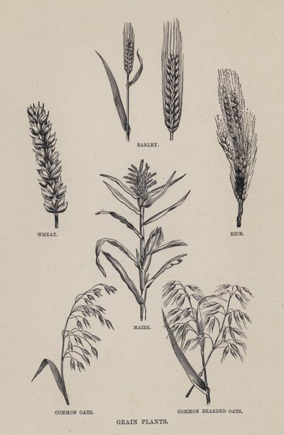 Getreidepflanzen (Lithographie) von English School