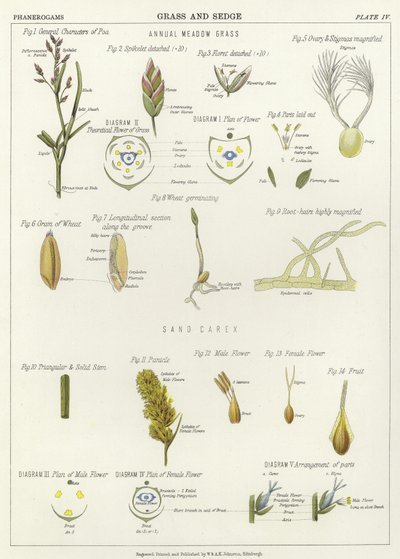 Gras und Segge von English School