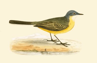 Grauköpfige Gelbspötter, Illustration aus 