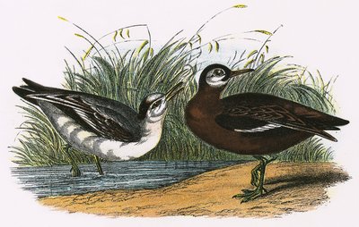 Grauer Phalarope von English School