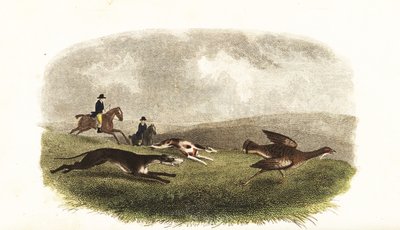 Windhunde jagen eine Großtrappe, Otis tarda, zum Sport von English School