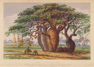 Gruppe von Couty-Stammbäumen, Australien von English School