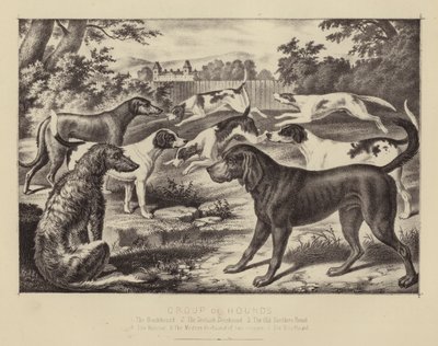 Gruppe von Jagdhunden von English School