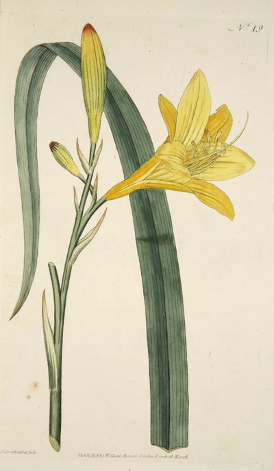 Hemerocallis Flava (Gelbe Taglilie) aus The Botanical Magazine or Flower Garden Displayed, veröffentlicht 1796 (handkolorierter Stich) von English School