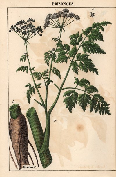 Schierling oder Conium maculatum, aus "The Instructive Picturebook, or Lessons from the Vegetable World," [Charlotte Mary Yonge], Edinburgh von English School