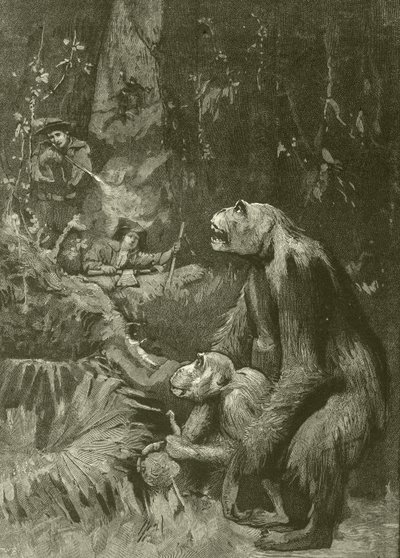 Heimat des Gorillas (Gravur) von English School