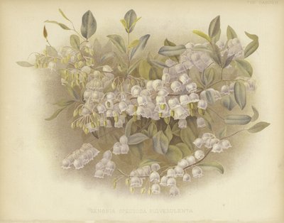 Honigbecher, Zenobia oder Staubige Zenobia von English School