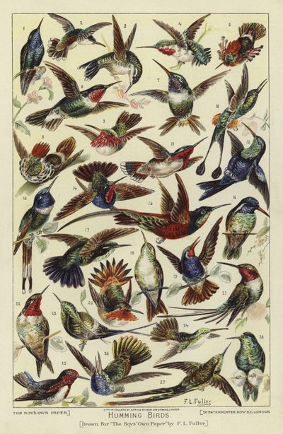 Kolibris von English School