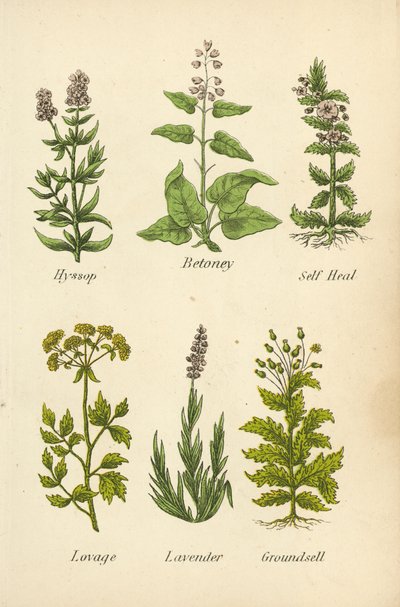 Ysop, Betonie, Braunelle, Liebstöckel, Lavendel, Greiskraut von English School