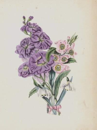 Illustration für Moss Rose Album von English School