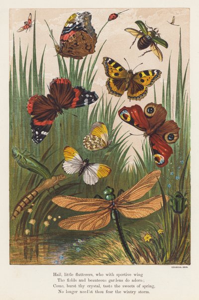 Insekten von English School