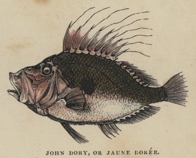 John Dory, oder Jaune Dorée von English School