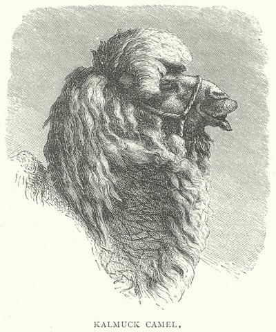 Kalmückisches Kamel von English School