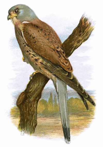 Turmfalke von English School