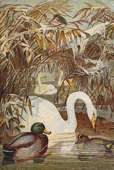 Eisvogel, Enten und Schwäne (Farblitho) von English School