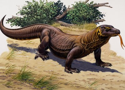 Komodowaran von English School