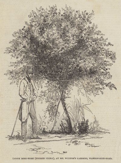 Großer Rosenstrauch (Hybrid China) in Mr. Buxtons Gärten, Wandsworth-Road von English School
