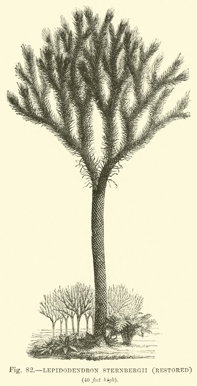 Lepidodendron Sternbergh (restauriert) von English School