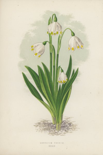 Leucojum Vernum von English School