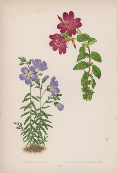 Linum Alpinum; Epilobium Obcordatum von English School