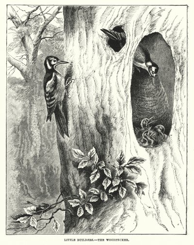Kleine Baumeister, Der Specht (Gravur) von English School