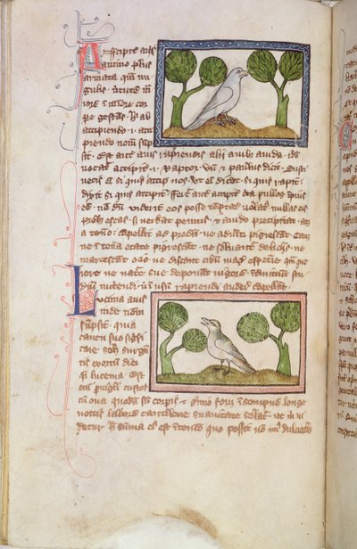Seite mit einem weißen Falken und einer Nachtigall, aus einem Bestiarium von English School