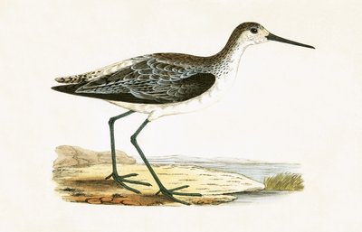 Märzstrandläufer, Illustration aus 