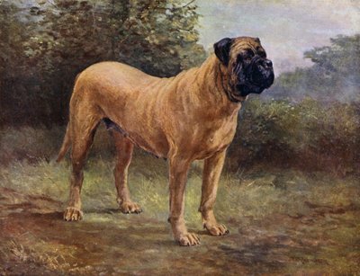 Mastiff-Hündin Champion Elgiva, KCSB 1363 A von English School