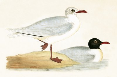 Mittelmeer-Schwarzkopfmöwe, Illustration aus 