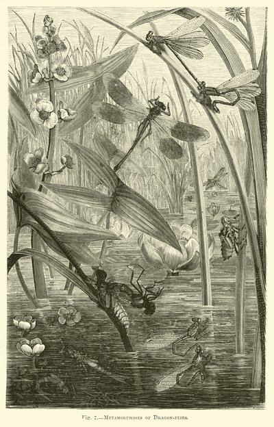 Metamorphosen von Libellen von English School