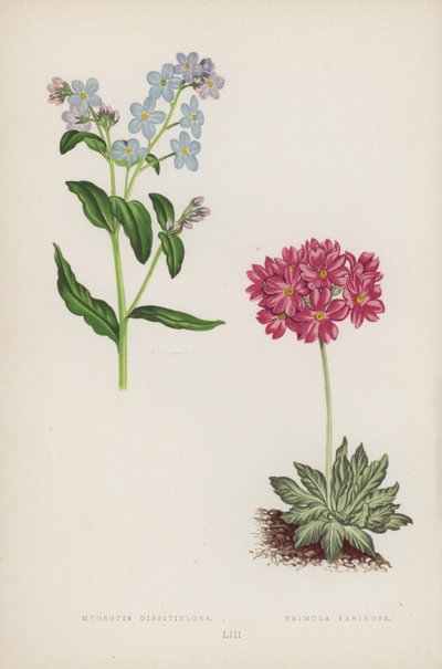 Vergissmeinnicht; Mehlprimel (Farblithografie) von English School