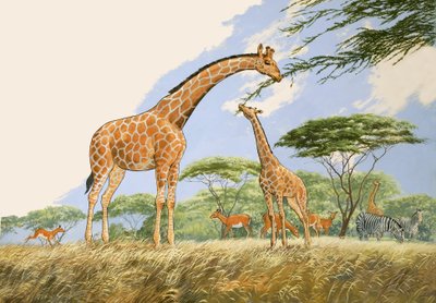 Naturwunderland: High Tea für die Giraffe von English School