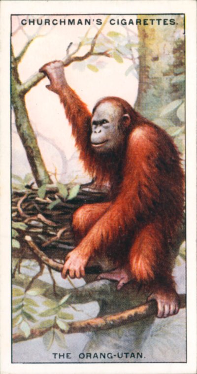 Architekten der Natur: Der Orang-Utan von English School