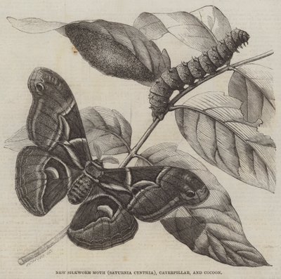 Neuer Seidenspinner (Saturnia Cynthia), Raupe und Kokon (Stich) von English School