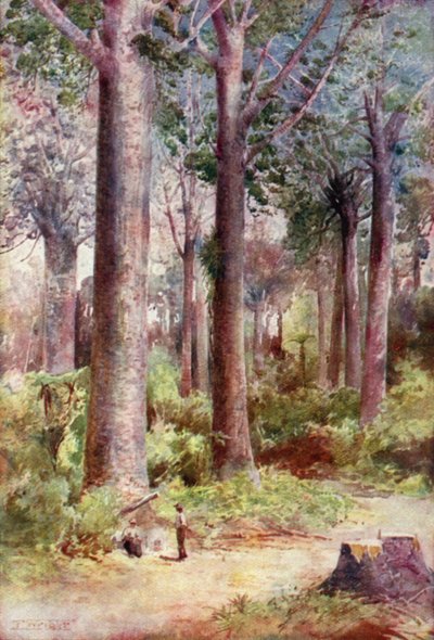 Neuseeland: Kauri von English School