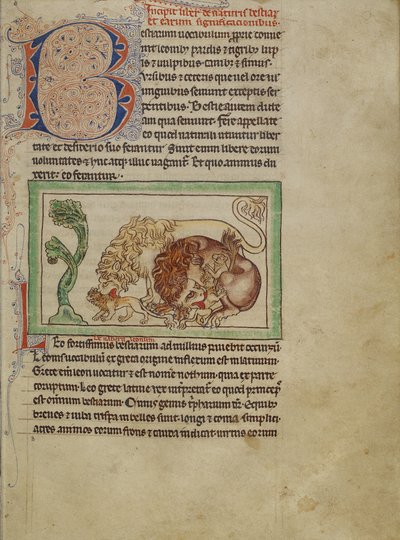Northumberland Bestiarium, ca. 1250-60 von English School