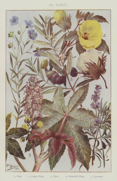 Ölpflanzen (Farblithografie) von English School