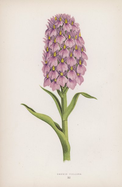 Orchis Foliosa von English School
