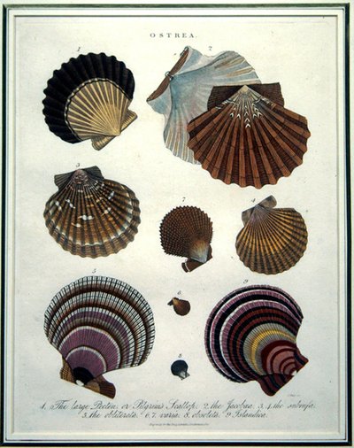 Ostrea, Illustration aus der 