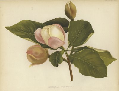 Oyama-Magnolie von English School