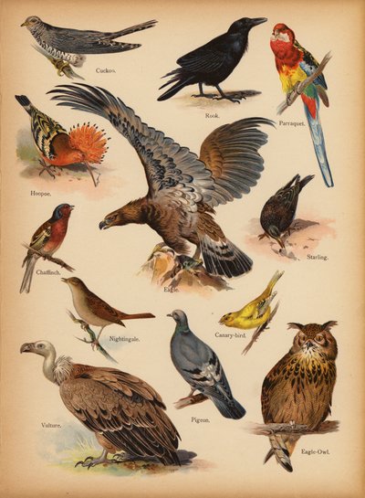 Seite aus Die kleine Volksbilder Naturgeschichte, ca. 1900 von English School
