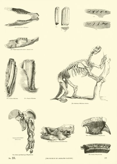 Seite aus dem Pictorial Museum of Animated Nature von English School