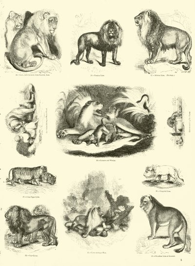 Seite aus dem Pictorial Museum of Animated Nature von English School
